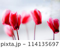 シクラメンの花 114135697