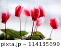 シクラメンの花 114135699