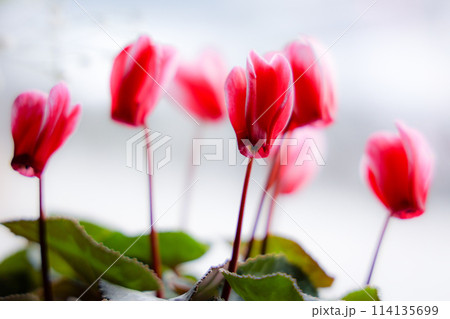 シクラメンの花 114135699