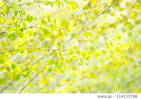 爽やかな木の葉のボケ背景 爽やかな木の葉のボケ背景 114135786