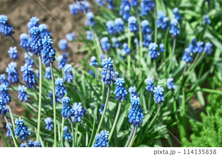 Snake bow. Mouse hyacinth. Muscari on a background of green leaves. 114135838