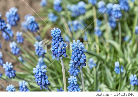 Snake bow. Mouse hyacinth. Muscari on a background of green leaves. Snake bow. Mouse hyacinth. Muscari on a background of green leaves. 114135840