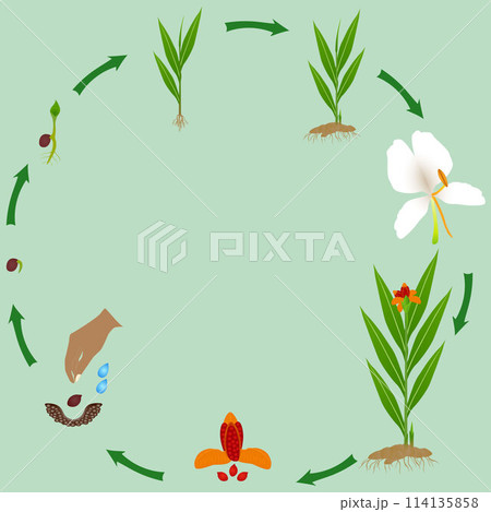 Life cycle of hedychium coronarium ginger plant plant on a white background. 114135858