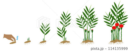 Cycle growth of etlingera corneri (Rose of Siam) ginger plant on a white background. Cycle growth of etlingera corneri (Rose of Siam) ginger plant on a white background. 114135999