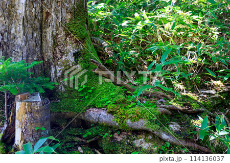 登山道に生える樹木と苔 114136037