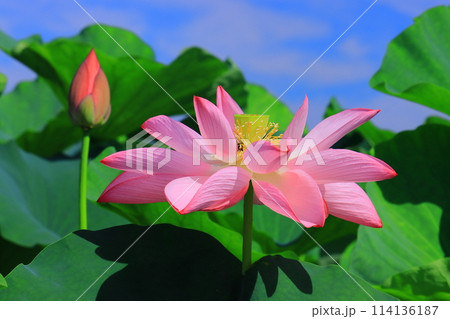 平池公園（兵庫県加東市 ）に咲く大賀ハス 114136187