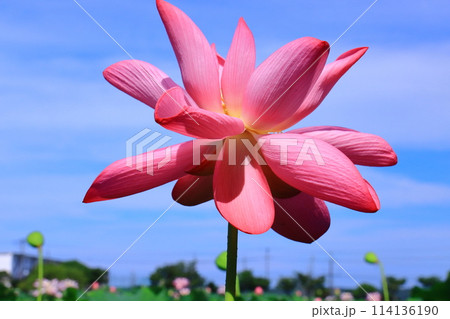 平池公園（兵庫県加東市 ）に咲く大賀ハス 114136190