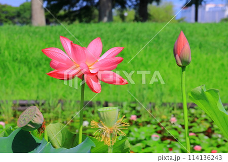 平池公園(兵庫県加東市 )に咲く大賀ハス 平池公園(兵庫県加東市 )に咲く大賀ハス 114136243