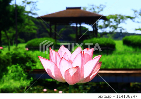 平池公園(兵庫県加東市 )に咲く大賀ハス 平池公園(兵庫県加東市 )に咲く大賀ハス 114136247