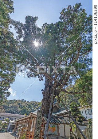 【第2番札所】極楽寺　長命杉【四国八十八箇所】 114136299