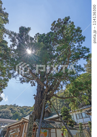 【第2番札所】極楽寺 長命杉【四国八十八箇所】 【第2番札所】極楽寺 長命杉【四国八十八箇所】 114136300