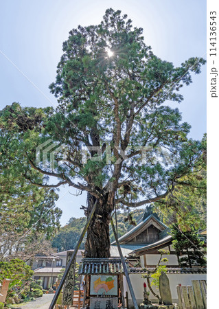 【第2番札所】極楽寺　長命杉【四国八十八箇所】 114136543