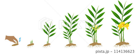 Cycle growth of zingiber officinale ginger plant from the rhizome on a white background. Cycle growth of zingiber officinale ginger plant from the rhizome on a white background. 114136623