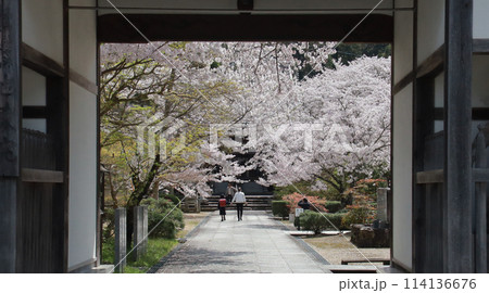 桜のトンネルを歩く 114136676