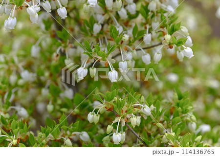 ドウダンツツジ ドウダンツツジ 114136765