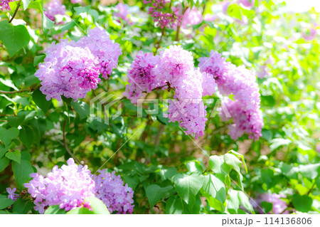 麗しいリラの花咲く頃 麗しいリラの花咲く頃 114136806