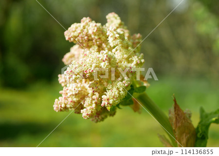 Garden Rhubarb blossom flowers white close-up leaves Rheum rhabarbarum blooming, leaf green detail, farm bio organic farming, soil agricultural, landscape agriculture field land Europe 114136855