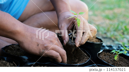 Two hands of men were planting the seedlings of small sprouts tree into the black nursery bags 114137021