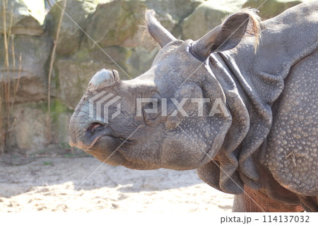 Panzernashorn   Indian rhinoceros   (Rhinoceros unicornis) 114137032