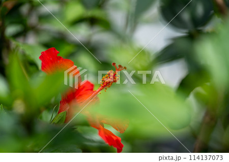 温室の熱帯植物　熱帯植物 114137073