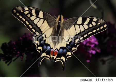 Schwalbenschwanz Papilio machaon (Papilio machaon) Schwalbenschwanz Papilio machaon (Papilio machaon) 114137109