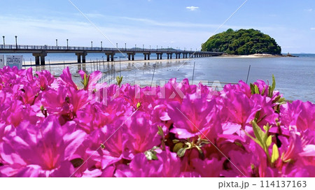 満開の躑躅越しに見る竹島橋と竹島(八百富神社)〈竹島園地/愛知県蒲郡市〉 114137163