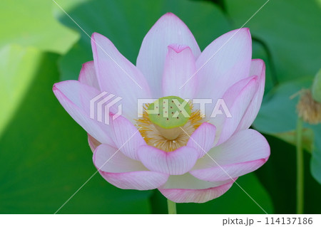 奈良藤原京跡の蓮の花 114137186