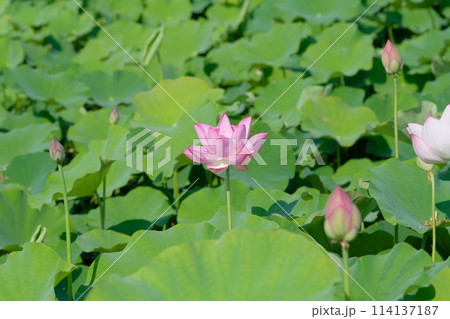 奈良藤原京跡の蓮の花 114137187