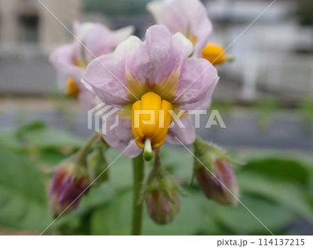 じゃがいもの花 114137215