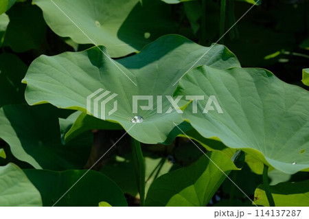 蓮の葉の上の雫 114137287