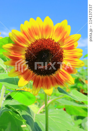 小野市立ひまわりの丘公園(兵庫県小野市)に咲くひまわりの花 小野市立ひまわりの丘公園(兵庫県小野市)に咲くひまわりの花 114137337