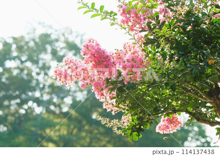 サルスベリの花 114137438