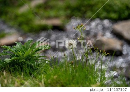 タンポポの綿毛が飛び立つ瞬間 114137597