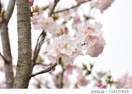 可憐な桜の花 御車返 可憐な桜の花 御車返 114137620