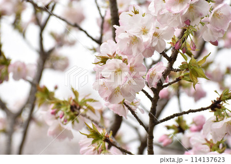 可憐な桜の花 御車返 可憐な桜の花 御車返 114137623