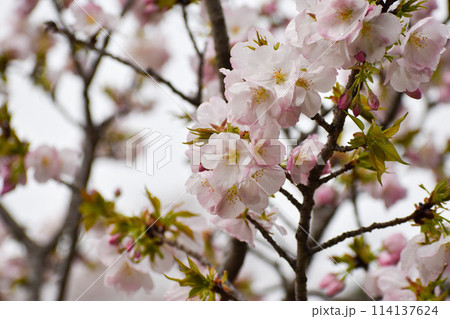 可憐な桜の花 御車返 可憐な桜の花 御車返 114137624