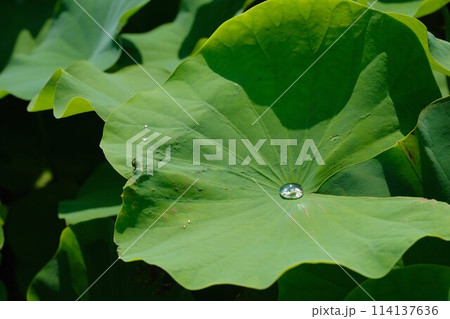 蓮の葉の上の雫 114137636