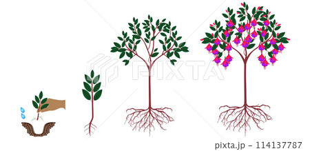 Cycle of growth of a fuchsia plant on a white background. Cycle of growth of a fuchsia plant on a white background. 114137787