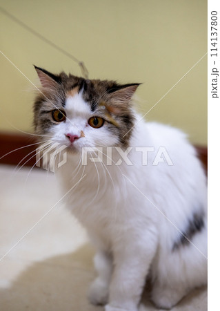 Close up of cute fluffy white cat playing with cat teaser. Mixed breed cat between Maine Coon and Scottish Fold. 114137800