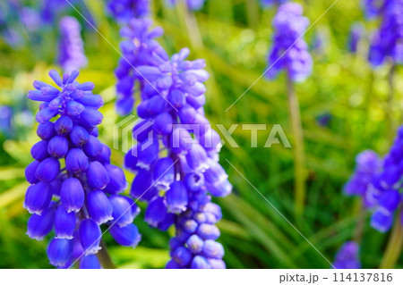 春の公園の花壇に咲く紫色のムスカリ。 114137816