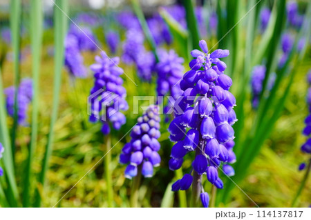 春の公園の花壇に咲く紫色のムスカリ。 114137817