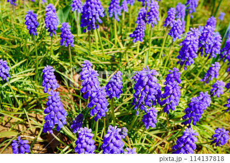 春の公園の花壇に咲く紫色のムスカリ。 114137818