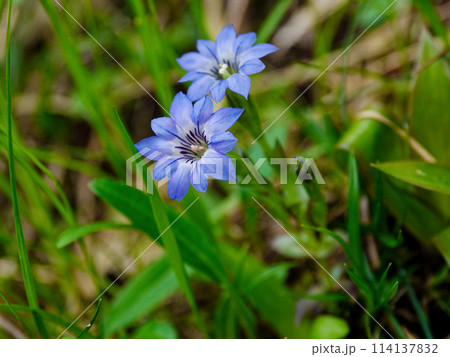 春の山野草　リンドウ科ハルリンドウの開花 114137832