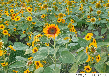 Field of sunflowers with the bright sunlight. Sunflower photos on the rear. Sunflowers are the flowers like sunny 114137934