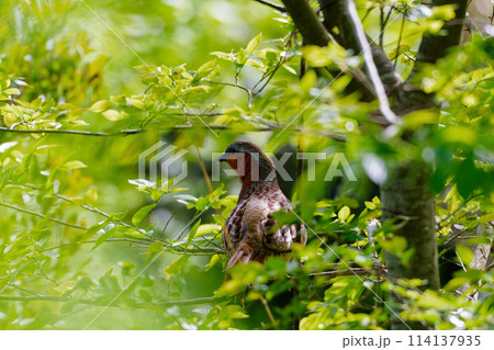 枝に止まるキジ科 114137935