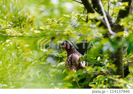 枝に止まるキジ科 114137940
