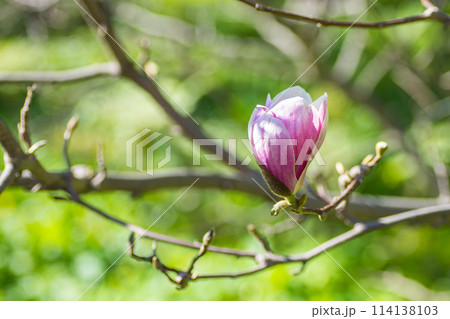 A delicate pink magnolia bud in spring among the greenery A delicate pink magnolia bud in spring among the greenery 114138103
