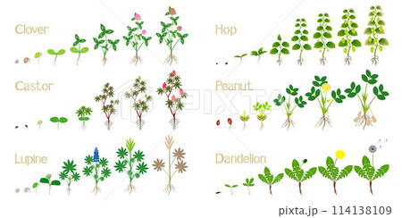 Set of growth cycles of agricultural crops on a white. 114138109