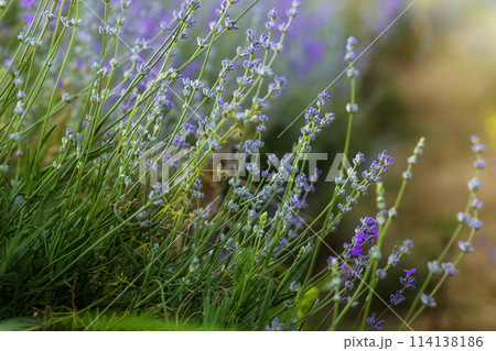 Lavender flowers close-up on blurred background Lavender flowers close-up on blurred background 114138186