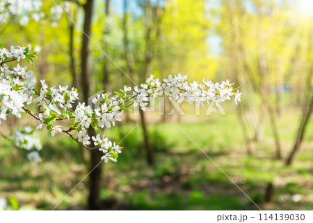 Cherry tree with white flowers Cherry tree with white flowers 114139030